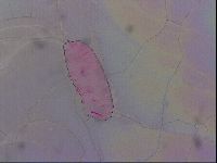 Haplomacrobiotus hermosillensis image
