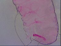 Haplomacrobiotus hermosillensis image