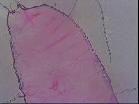 Haplomacrobiotus hermosillensis image