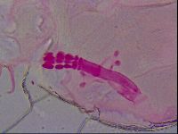 Haplomacrobiotus hermosillensis image