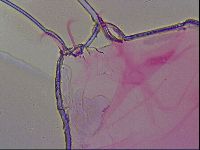 Haplomacrobiotus hermosillensis image
