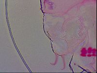 Haplomacrobiotus hermosillensis image