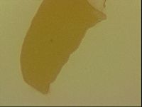 Haplomacrobiotus hermosillensis image