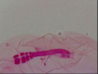 Haplomacrobiotus hermosillensis image