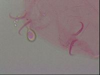 Haplomacrobiotus hermosillensis image
