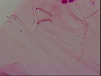 Haplomacrobiotus hermosillensis image