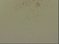 Haplomacrobiotus hermosillensis image