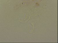 Haplomacrobiotus hermosillensis image