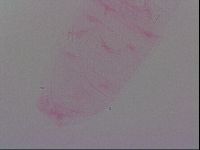 Haplomacrobiotus hermosillensis image