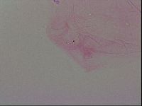 Haplomacrobiotus hermosillensis image