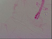 Haplomacrobiotus hermosillensis image