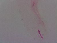 Haplomacrobiotus hermosillensis image