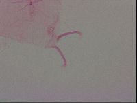 Haplomacrobiotus hermosillensis image