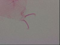 Haplomacrobiotus hermosillensis image