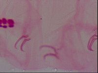 Haplomacrobiotus hermosillensis image