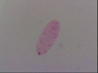 Haplomacrobiotus hermosillensis image