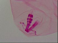 Haplomacrobiotus hermosillensis image