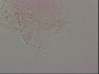 Haplomacrobiotus hermosillensis image
