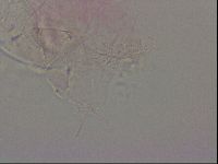 Haplomacrobiotus hermosillensis image