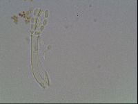 Haplomacrobiotus hermosillensis image