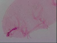 Haplomacrobiotus hermosillensis image