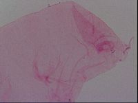 Haplomacrobiotus hermosillensis image