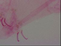 Haplomacrobiotus hermosillensis image