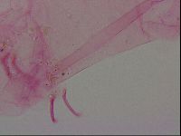 Haplomacrobiotus hermosillensis image