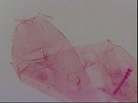 Haplomacrobiotus hermosillensis image