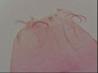 Haplomacrobiotus hermosillensis image