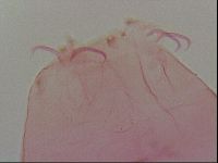 Haplomacrobiotus hermosillensis image