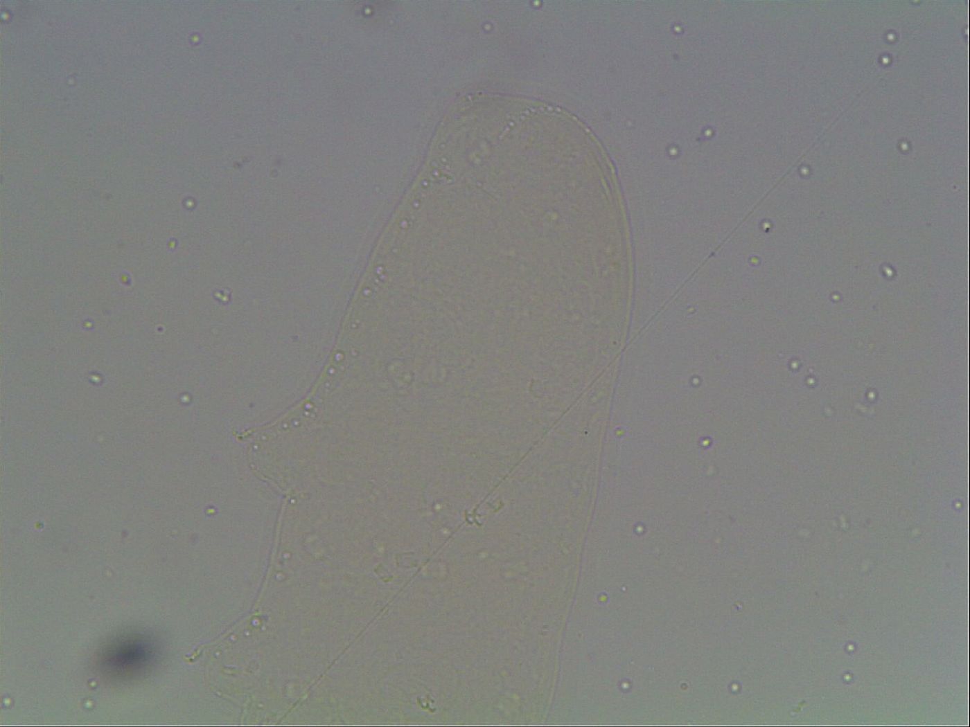 Hexapodibius pseudomicronyx image