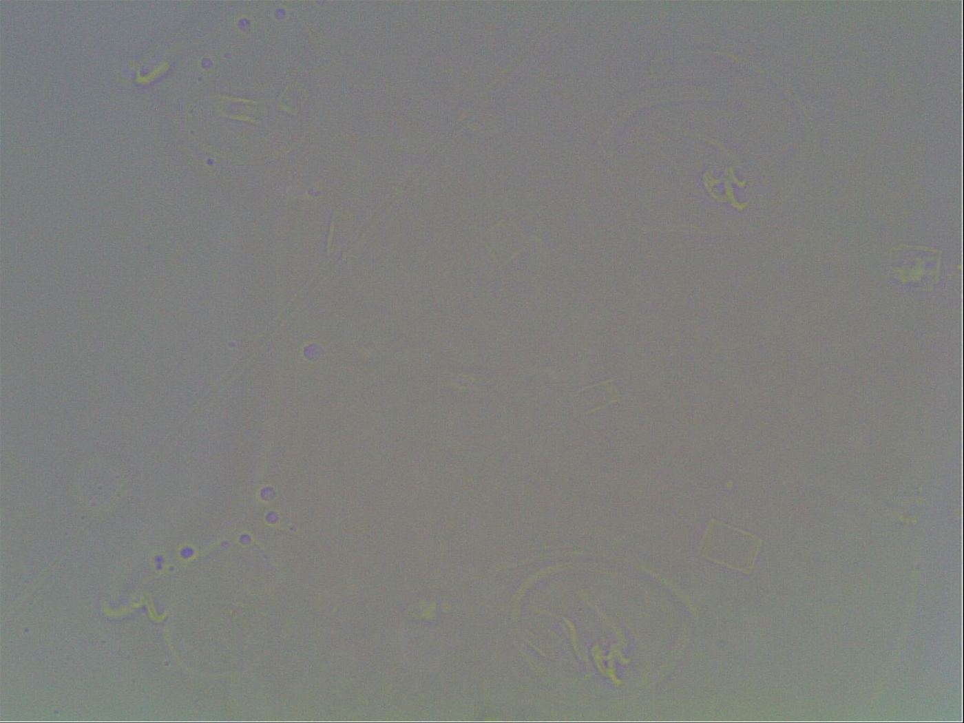 Hexapodibius image