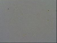 Media resource of Hypsibius calcaratus