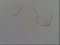 Hypsibius calcaratus image