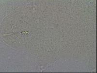 Hypsibius convergens image