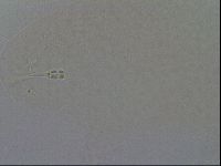 Hypsibius convergens image