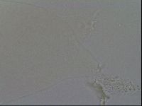 Hypsibius convergens image