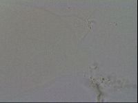 Hypsibius convergens image