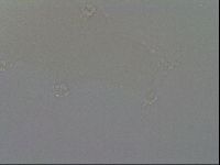 Hypsibius convergens image