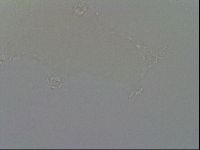 Hypsibius convergens image