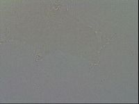 Hypsibius convergens image