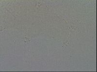 Hypsibius convergens image