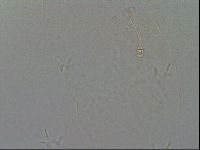 Hypsibius convergens image