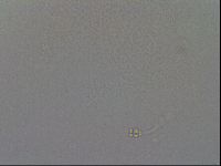 Hypsibius convergens image