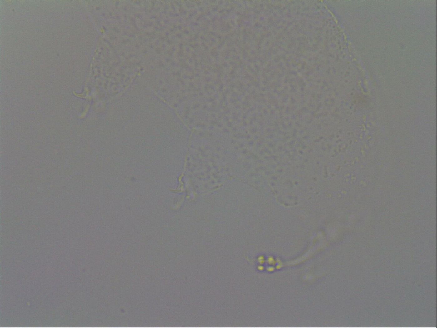 Hypsibius convergens image