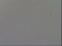 Hypsibius convergens image