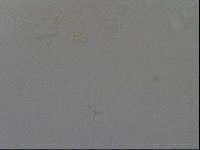 Hypsibius convergens image