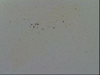 Hypsibius convergens image