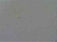 Hypsibius convergens image